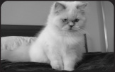 Gucci - Himalayan Blue Point Cat